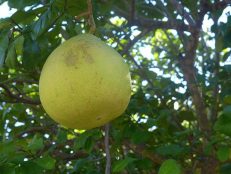 30- Fruits - Pamplemousse