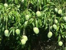 35- Fruits - Mangue