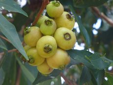 39- Fruits - Zamborizano